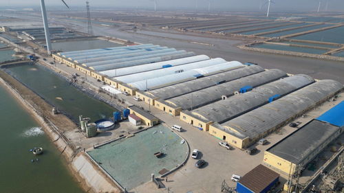 科技赋能,绿色转型 东营市河口区以工厂化养殖与矿山技术走出乡村振兴新步伐